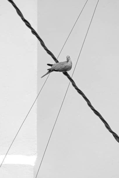 pigeon sitting on a steel wire in spain and in benidorm city