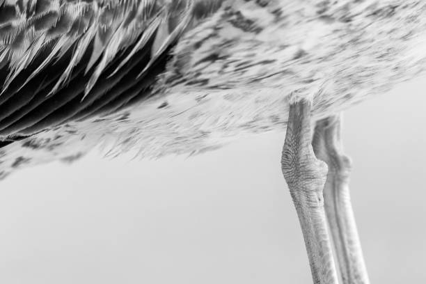 Two feet on a gray herring gull from benidorm