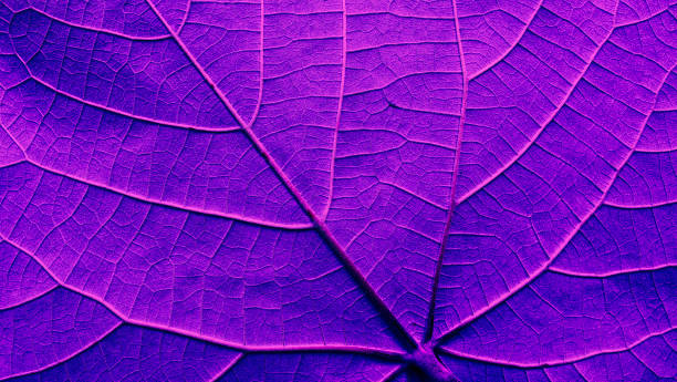 istock Detail of leaf texture, Abstract purple background 2177439516