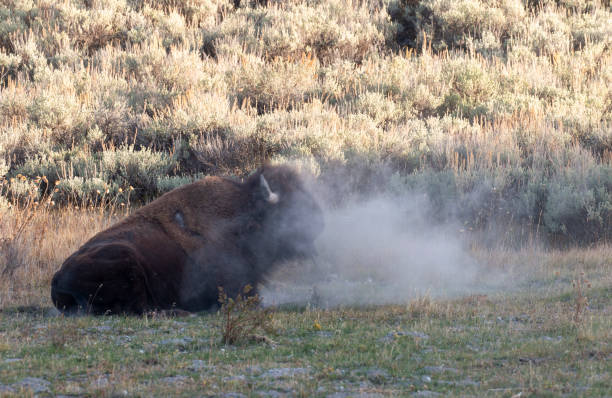 a bull bison kicking up dust rolling in Wyoming in autumn