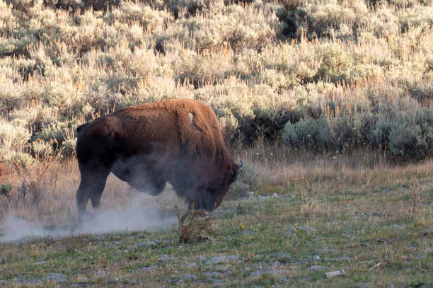 istock Bull bison Rolling in Dirt in Autumn in Wyoming 2177439945