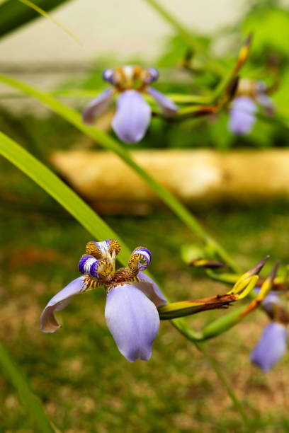 Purple Iris Flower on a green home garden on background