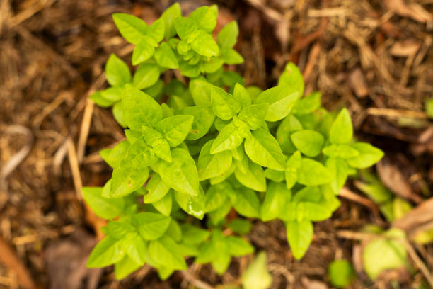 Basil Seedling Bush in a Home Garden