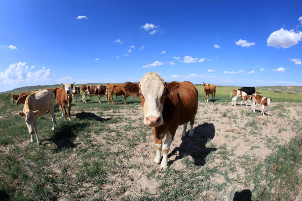 A herd of cattle was grazing on the prairie， Cows are grazing on the grassland