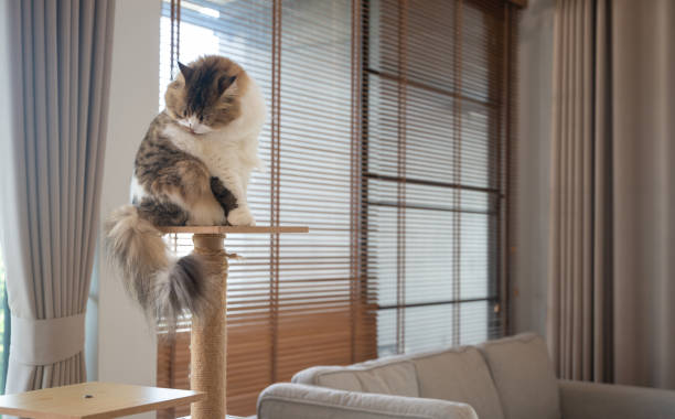 istock Cute Persian cat grooming it self while staying on a wooden cat tree in human house. 2177441994