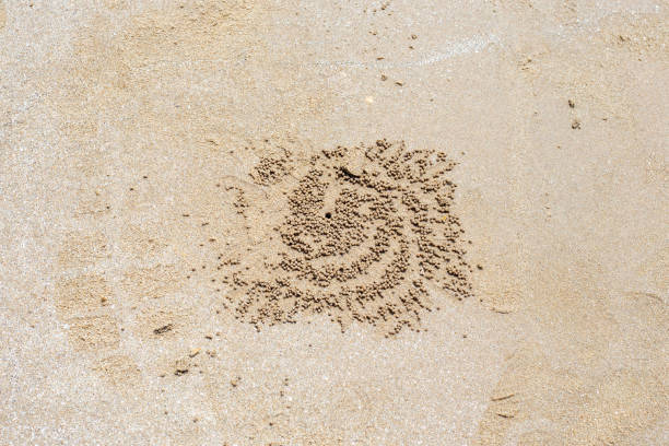 istock Sand drawing made by a crab. Small hole and sand balls in a circle, geometric pattern, background 2177443612