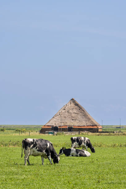 Landscape with cows and autenthic sheep shed near fishing village Oosterend in the background at Texel wadden island The Netherlands
