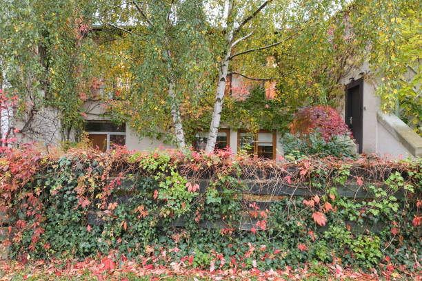 istock Autumn colors on suburban house facade 2177446855