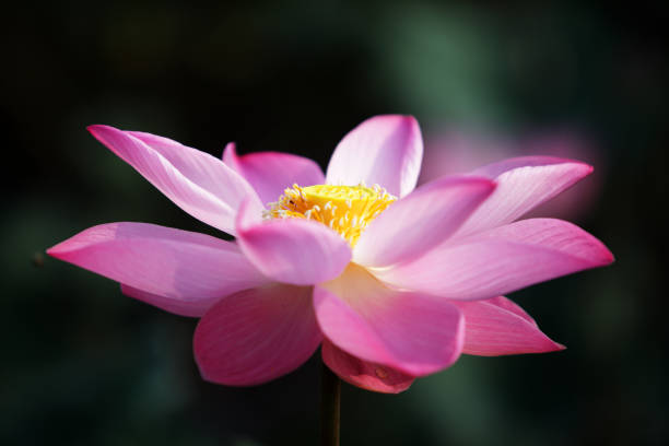 istock Beautiful Pink Lotus Flower in Bloom 2177448988