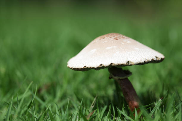 Parasol mushroom close-up. Predominantly a recreation and tourist area,, Poole Bay has historically been significant strategically in WW2 as well as being of special scientific interest with its nature reserve areas and Jurassic coast coastline around Studland Bay, Jurassic Coast, Dorset, England, UK.