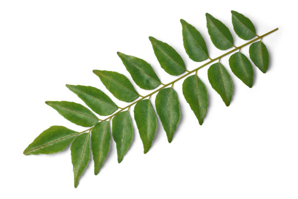 istock curry leaves foliage isolated white background 2177449495