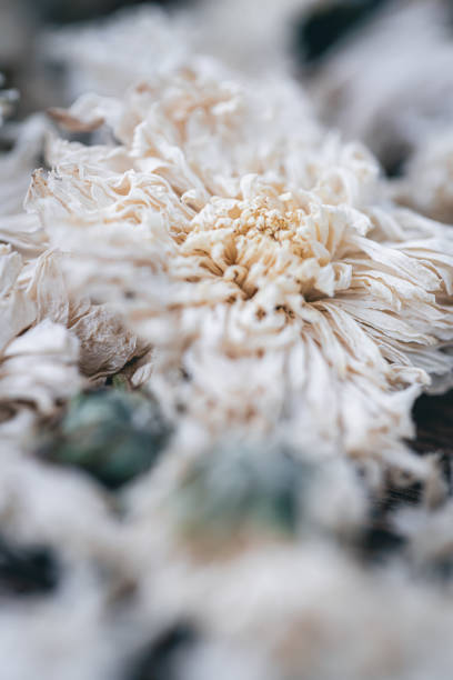 Macro photograph of a wildflower.