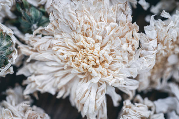 Dried Chrysanthemum Tea Macrophotography Rustic