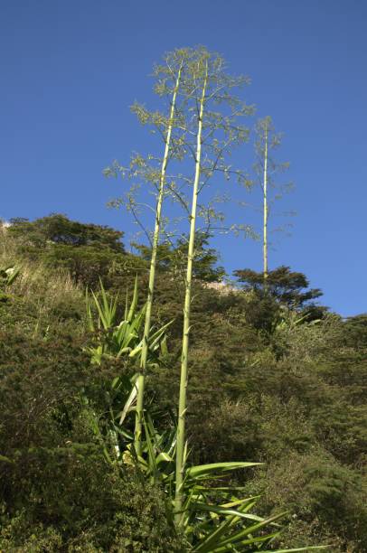 istock The mountains of the Tachira State. 2177449995