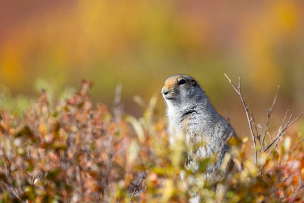 a cute arctic ground squirrel in Denali National Park Alaska in autumn