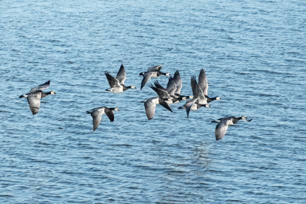 canada geese fly over the sea