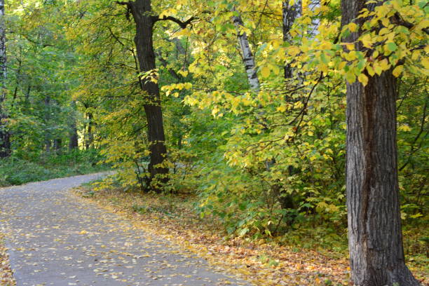 istock a road with a tree and yellow leaves on the ground 2177454752