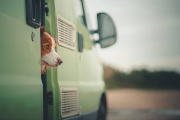 istock Dog sits in camper doorway 2177455052
