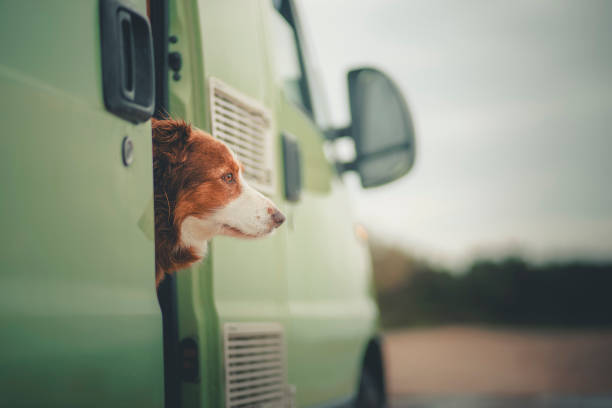 Dog sits in camper doorway and looks out