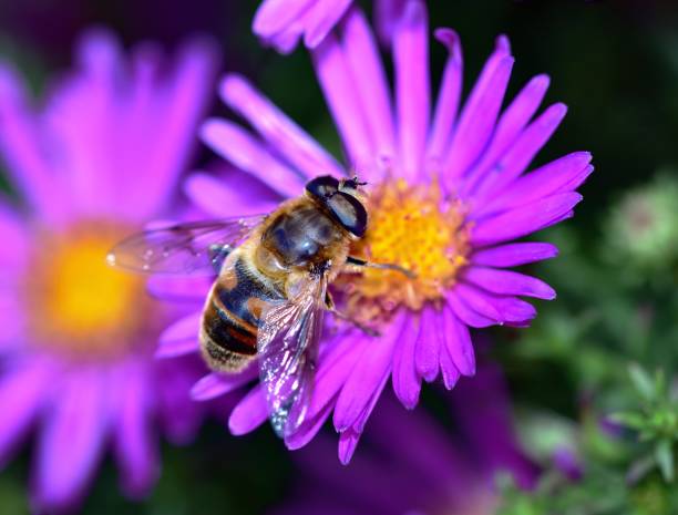 Drone Fly feeding in the sunshine on an Aster flower