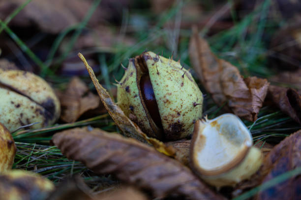 istock Chestnuts in the grass. Chestnut in October. Dry chestnuts 2177456947