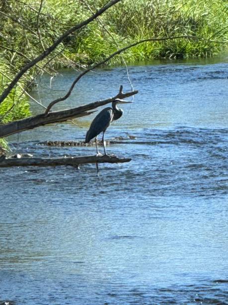 istock Blue Heron on the Bear Creek Pathway Medford Oregon 2177457493