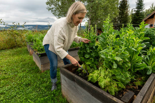 Woman harvests leafy vegetable from box garden
