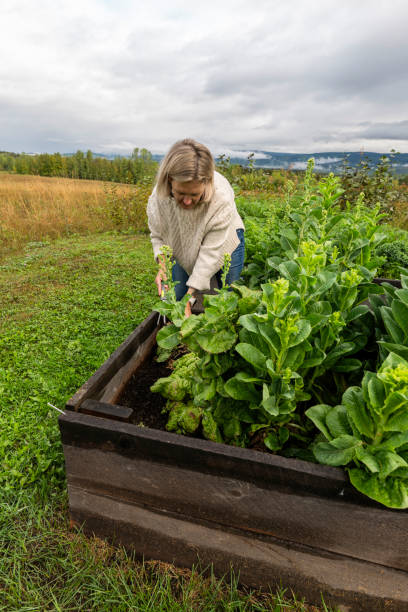 istock Woman harvests leafy vegetable from box garden 2177457531