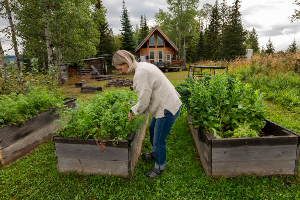 istock Woman harvests leafy vegetable from box garden 2177457534