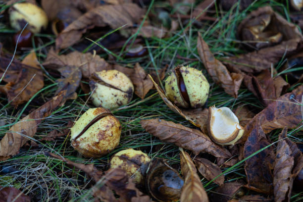 istock Chestnuts in the grass. Chestnut in October. Dry chestnuts 2177457620