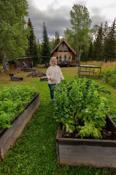 Woman harvests leafy vegetable from box garden
