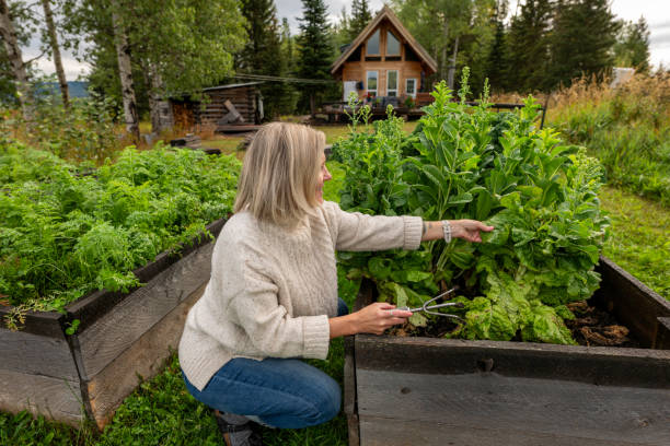 istock Woman harvests leafy vegetable from box garden 2177457785