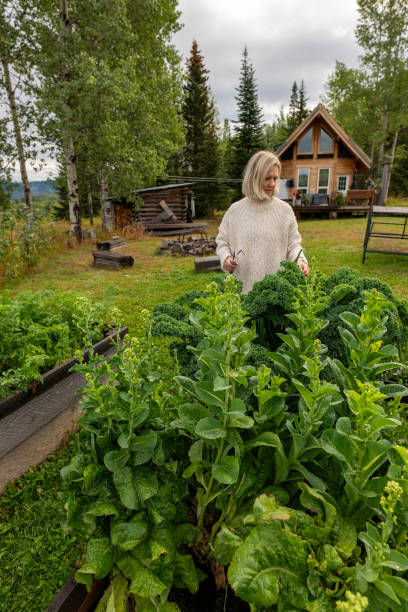 istock Woman harvests leafy vegetable from box garden 2177457786