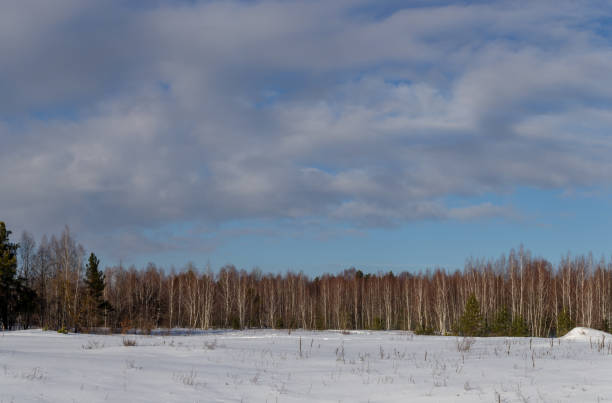 Panorama. Snow Covered Christmas Trees. Winter landscape in Belarus.