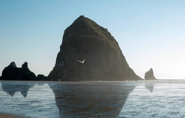 Reflection of islands on tidal flats, Cannon Beach, Oregon