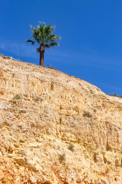 Small palm tree on the famous Algarve cliffs Portugal Europe