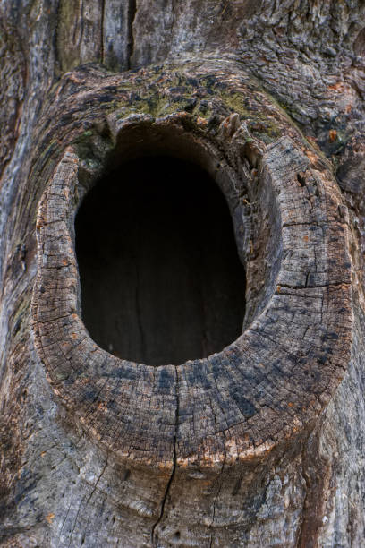 istock wood, pattern, background, rings, nature, old, park, tree, botany, park, 2177458807