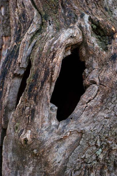 istock wood, pattern, background, rings, nature, old, park, tree, botany, park, 2177458816