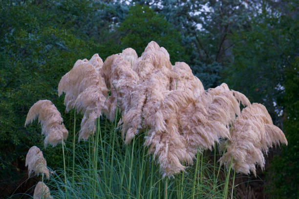 istock reed, flower, plant, autumn, nature, close-up, pattern, background, botanica, fresh, 2177458976