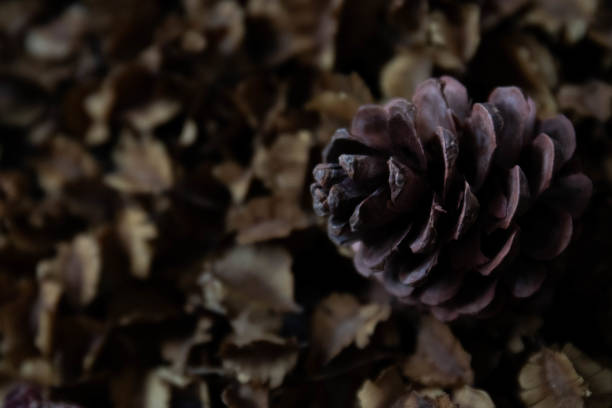 Dried Pine Cone on Dried Bushwillows Flowers , Combretums , rustic background