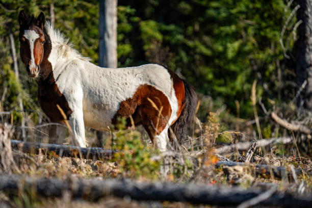 Wild horse pauses in forest