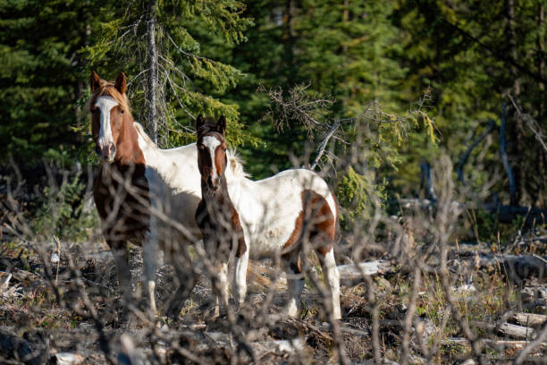 Wild horses with colt pauses in forest