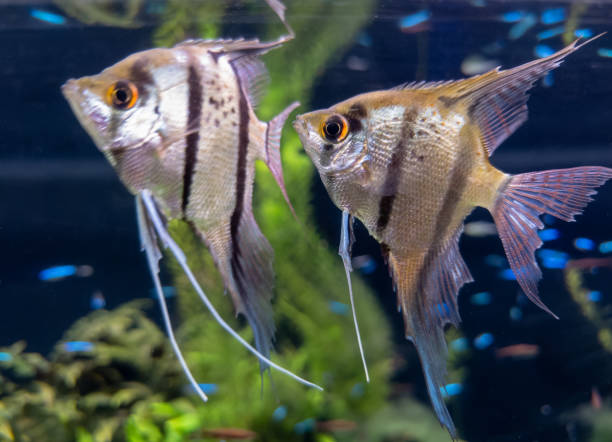 istock Scalaria angelfish fish in aquarium 2177463449
