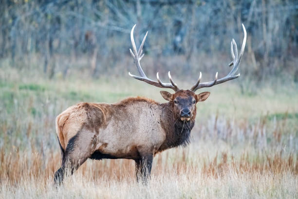 istock Huge Bull Elk looking at camera in rutting season 2177464856