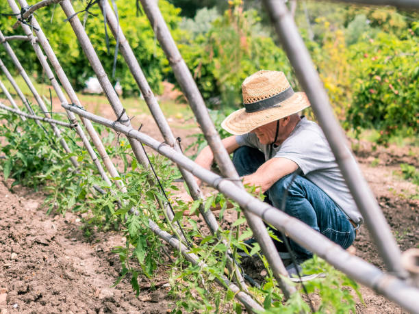 istock Gardener Tending Plants in Sunny Garden 2177465064
