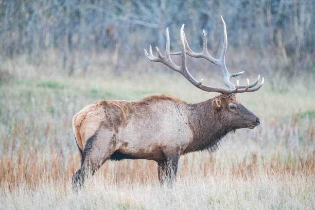 istock Huge Bull Elk side view in rutting season 2177465380