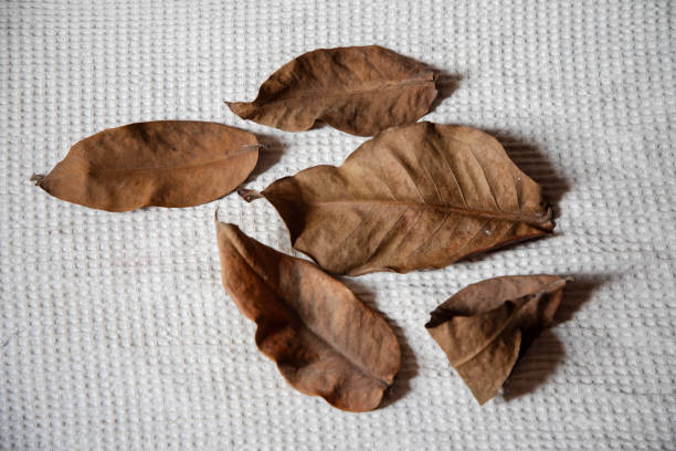 Brown dried leaves on white braided burlap background, top view