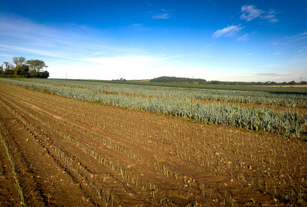 Portrait view of an agricultural farmers field in the Cotswold England, bright blue sky in the distance.