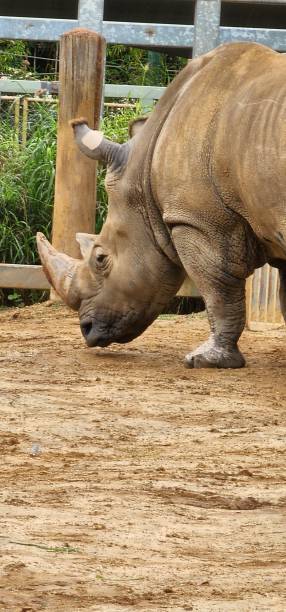 istock Close up of a rhinoceros in captivity. 2177466410