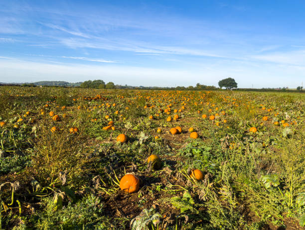 Pumpkins growing in an agricultural farmers field in the Cotswold England, bright blue sky in the distance